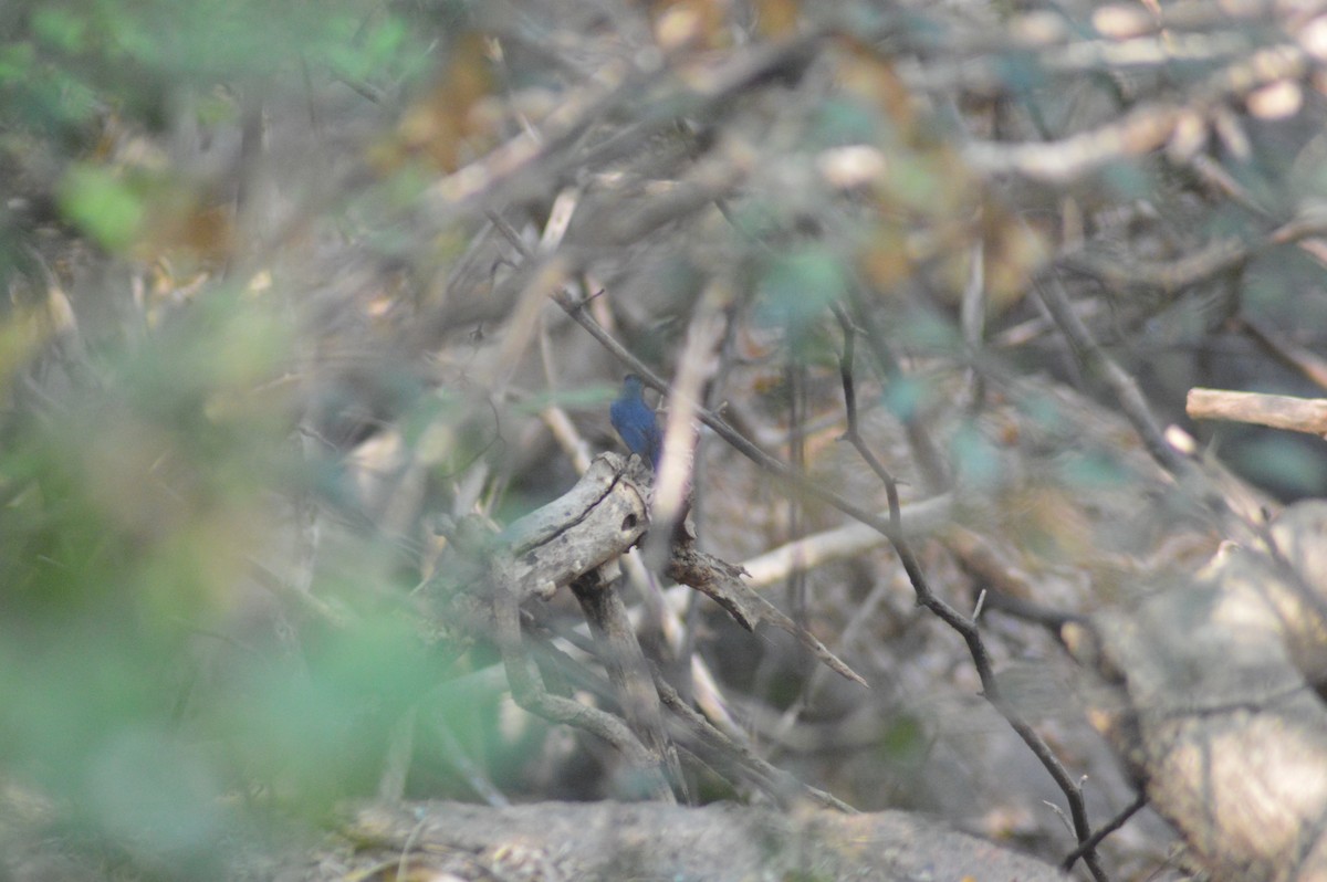 Papamoscas de Tickell - ML652747638