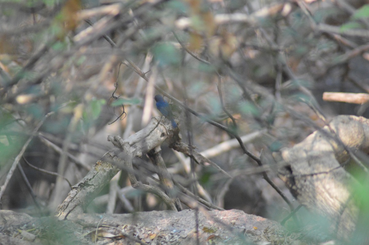 Papamoscas de Tickell - ML652747639