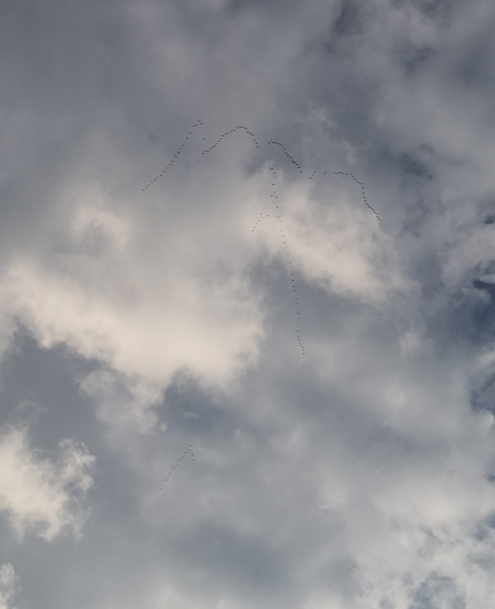 Grulla Común - ML652747640