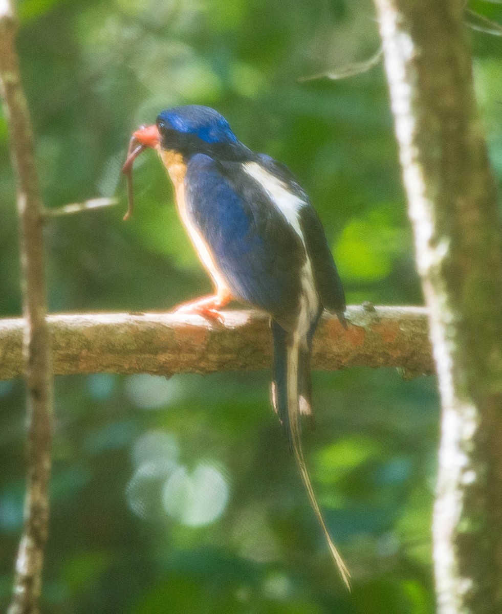 Alción Colilargo Silvia - ML652747641