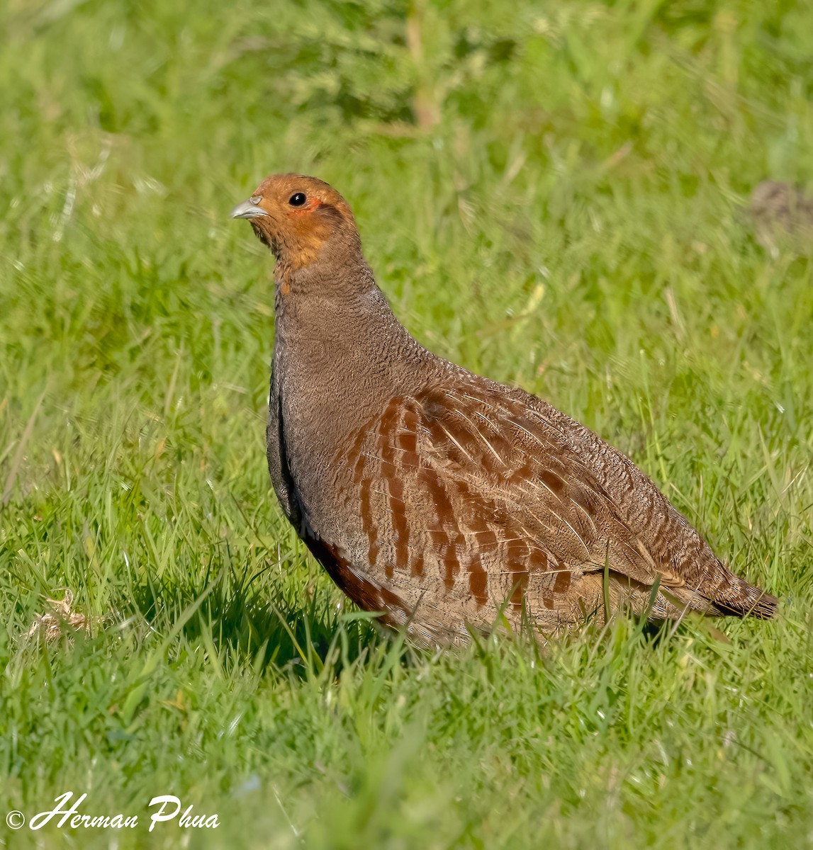 Perdiz Pardilla - ML652747644