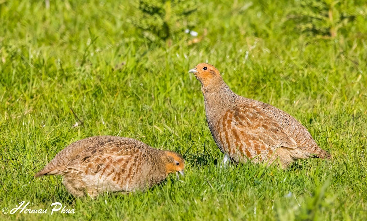 Perdiz Pardilla - ML652747645