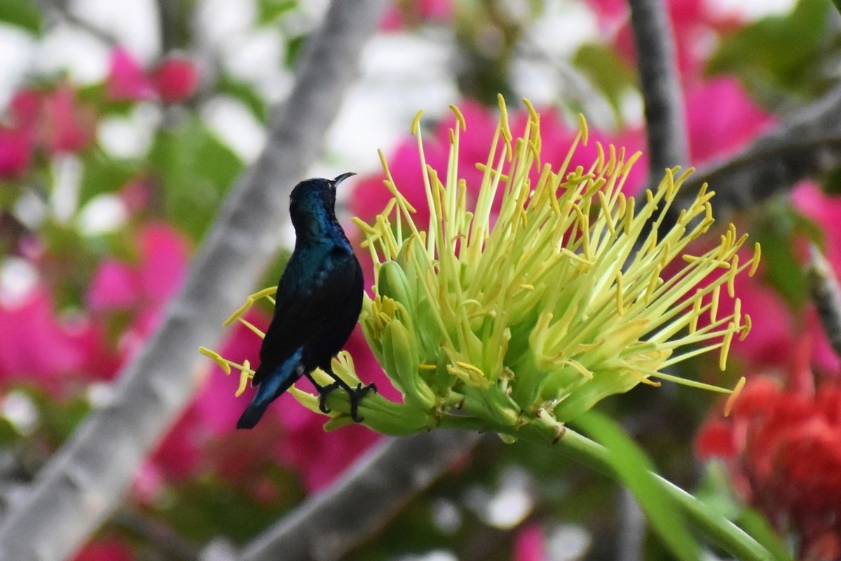 Suimanga Asiático - ML652747650