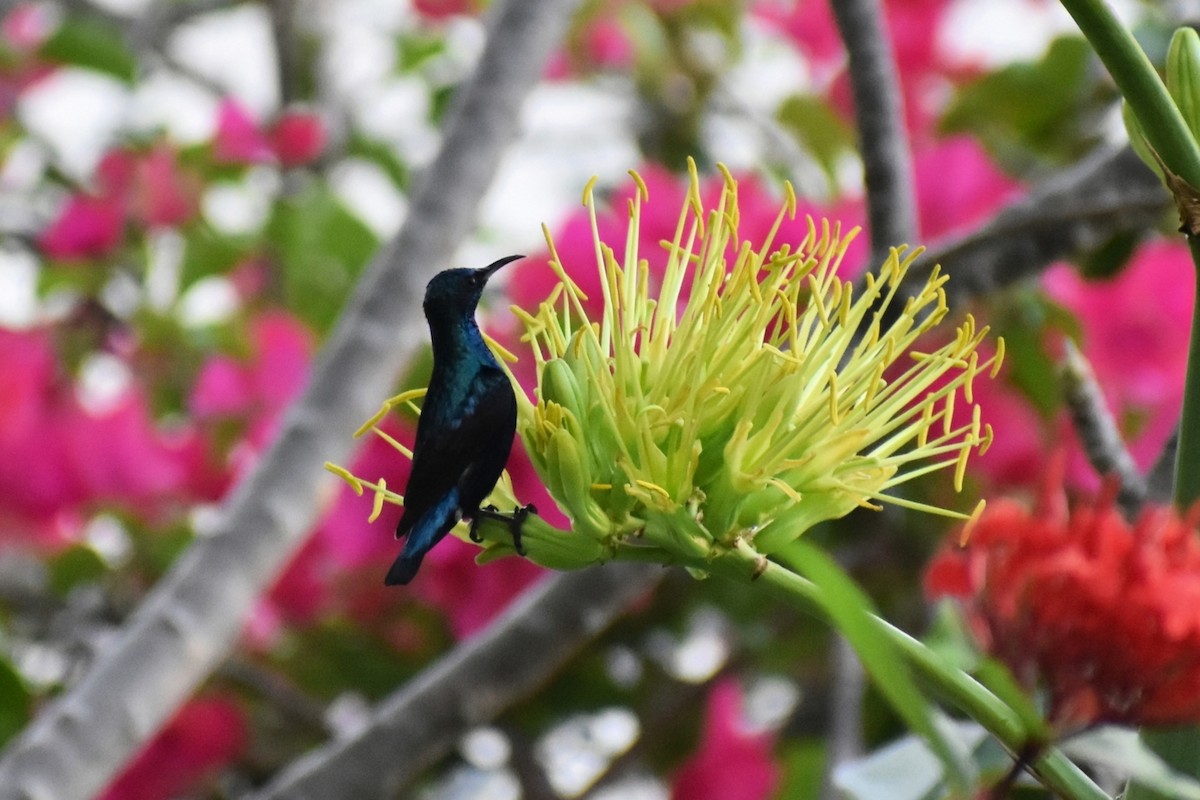 Suimanga Asiático - ML652747651