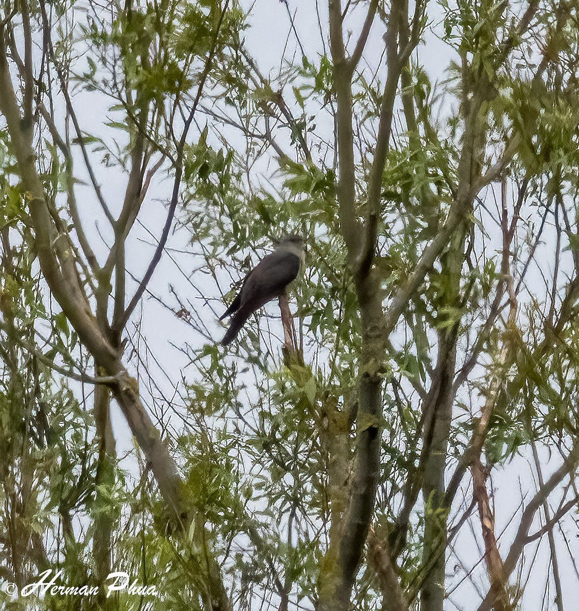 Common Cuckoo - ML652747725