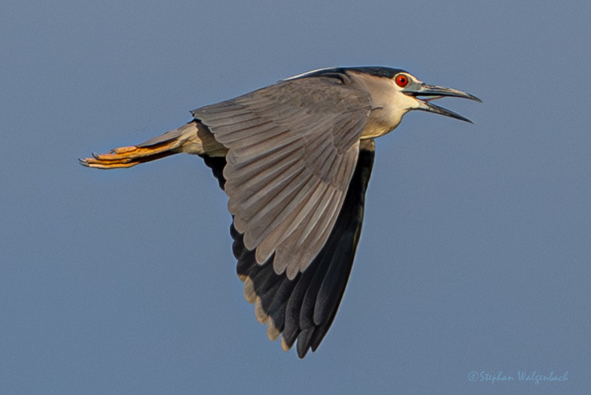 夜鷺 - ML652747772