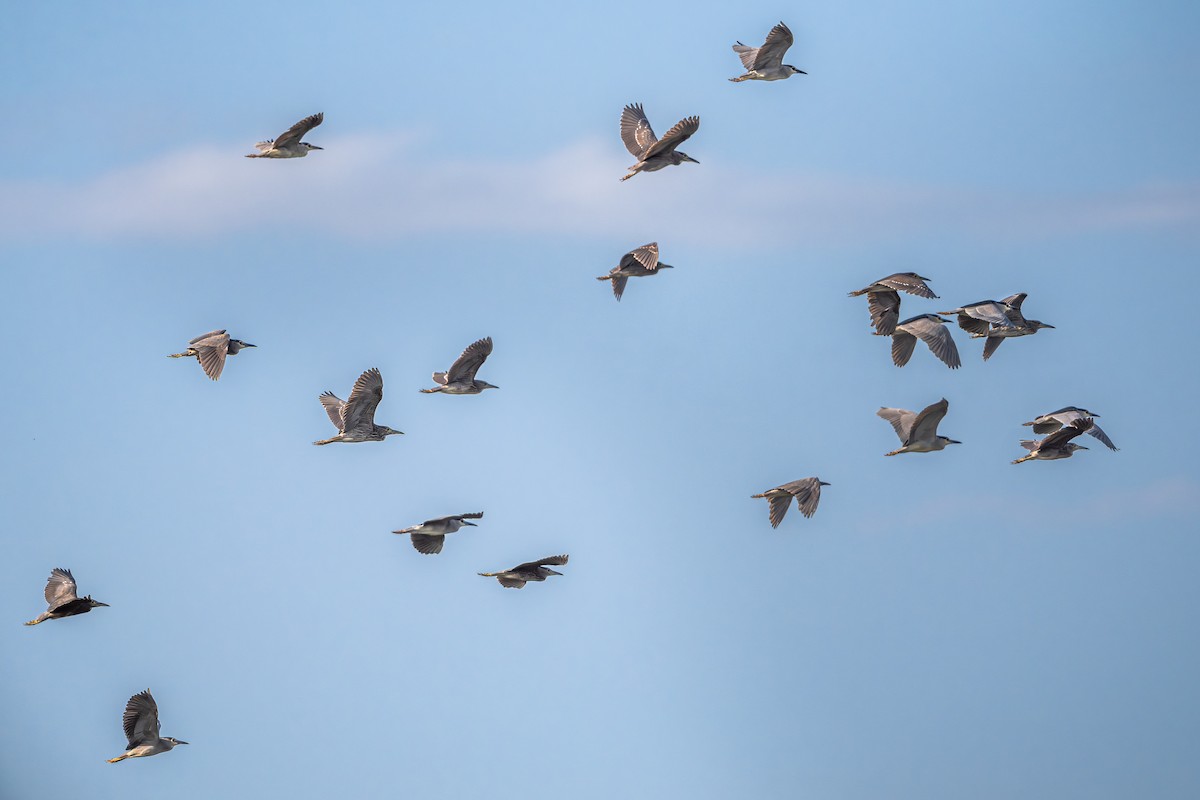 夜鷺 - ML652747777