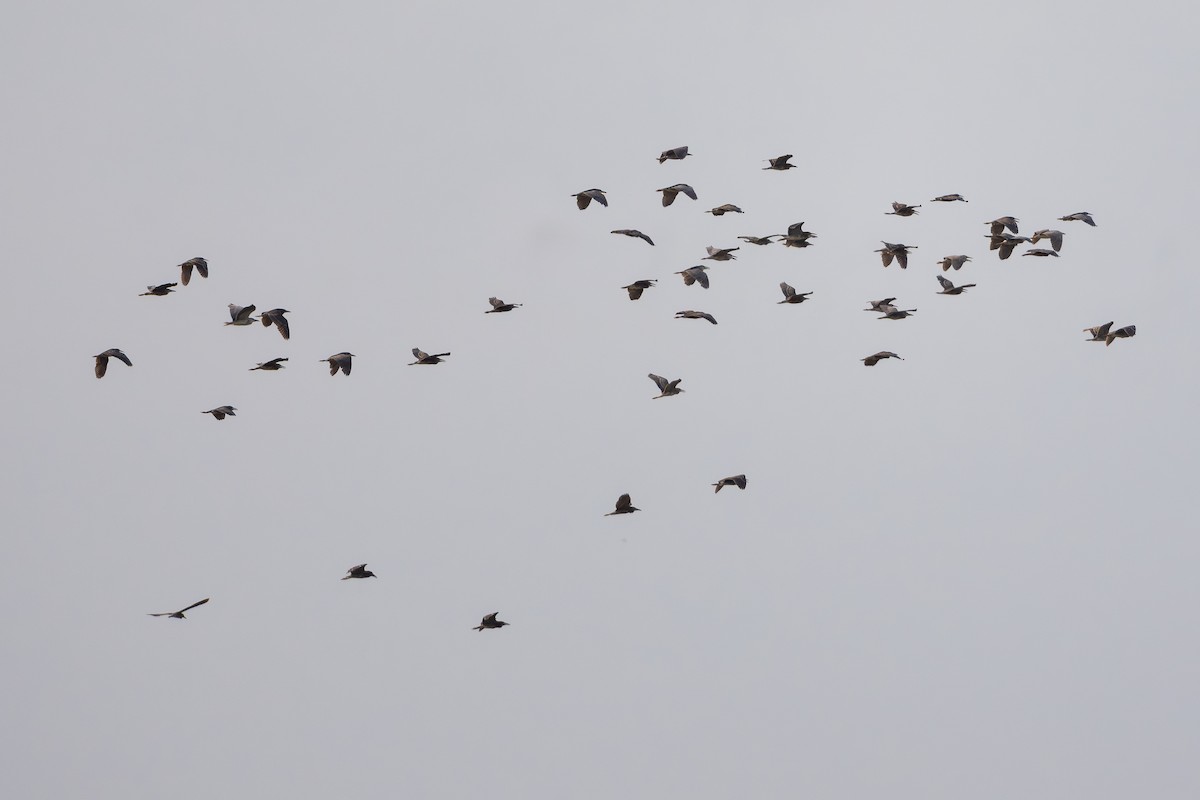 夜鷺 - ML652747779