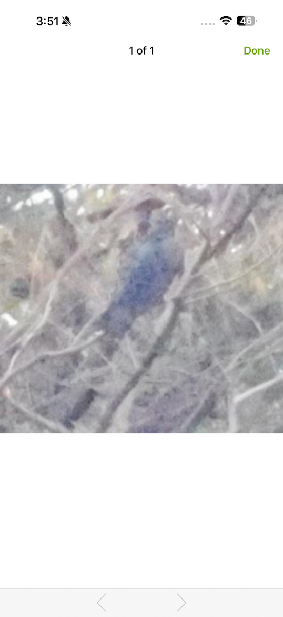 amazónek černouchý (ssp. menstruus/rubrigularis) - ML652747816