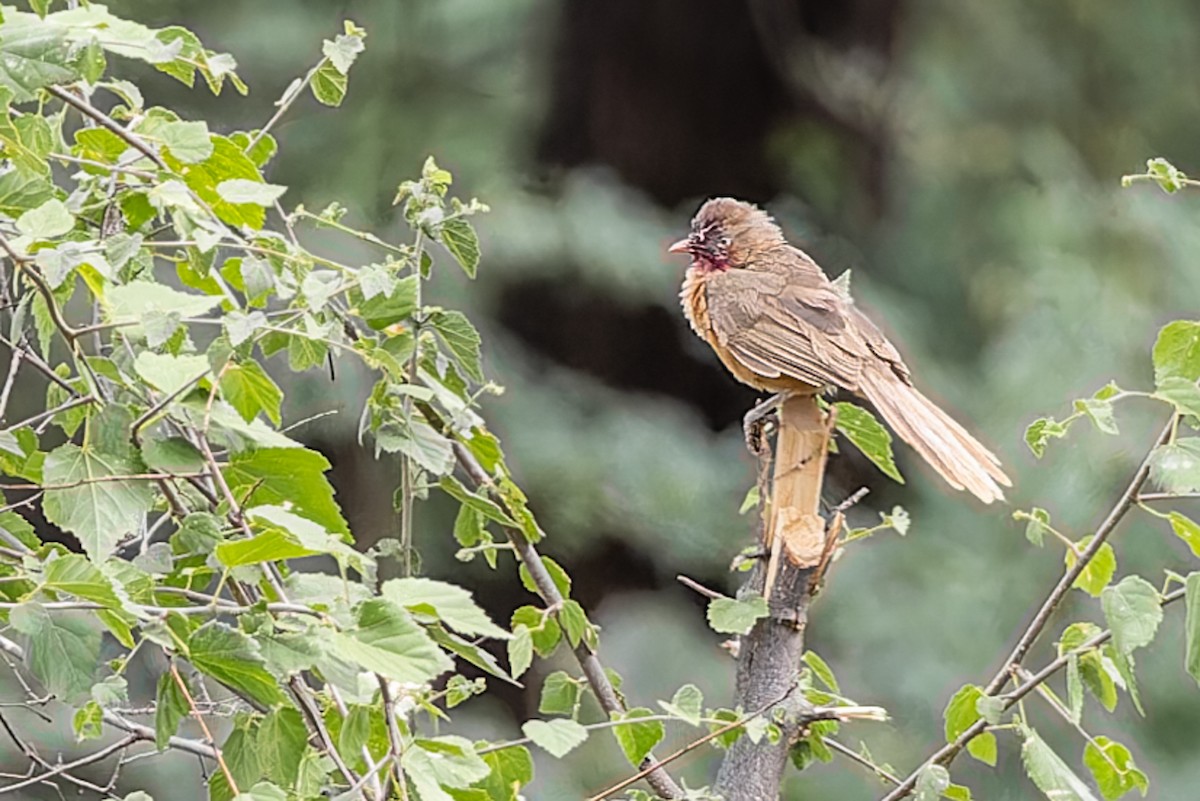 Rufous Chatterer - ML652747818