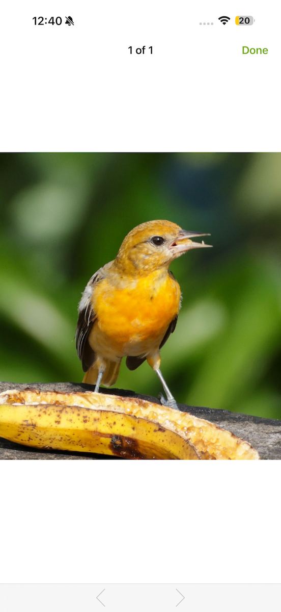 trupiál baltimorský - ML652747823