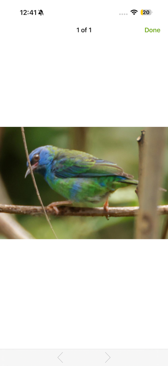 Blue Dacnis - ML652747826