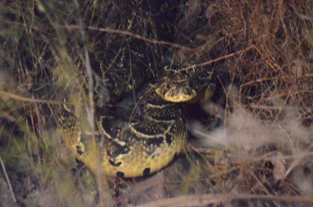Common Puff Adder - ML652748078