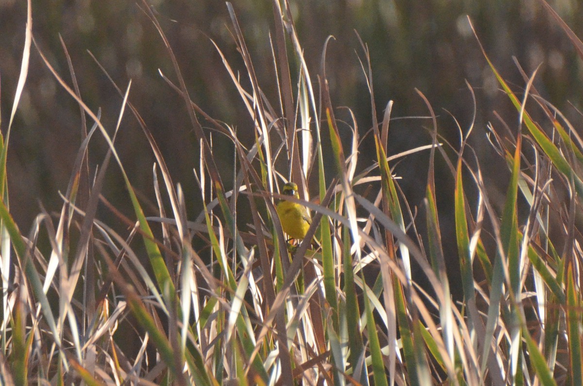 Serin de Sainte-Hélène - ML652748180