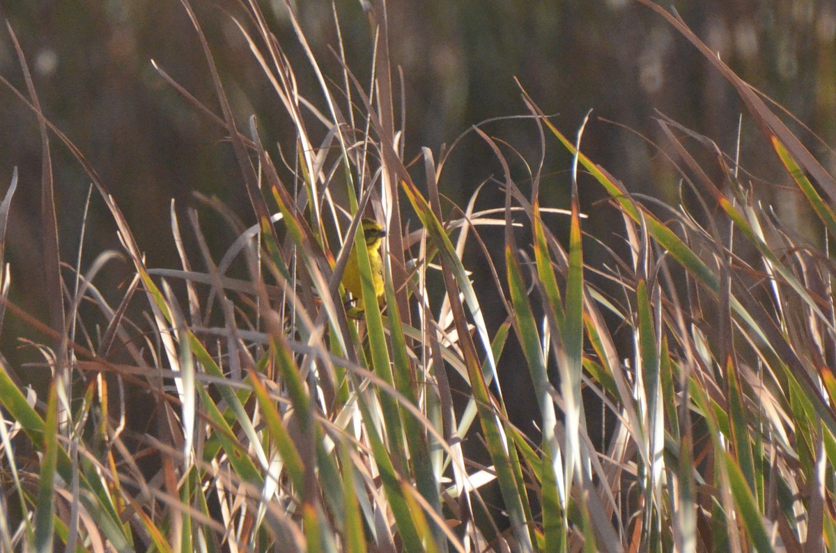 Serin de Sainte-Hélène - ML652748196