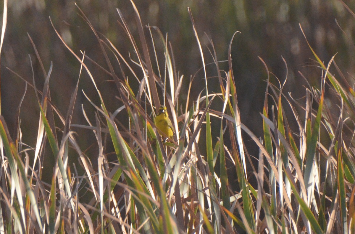 Serin de Sainte-Hélène - ML652748201