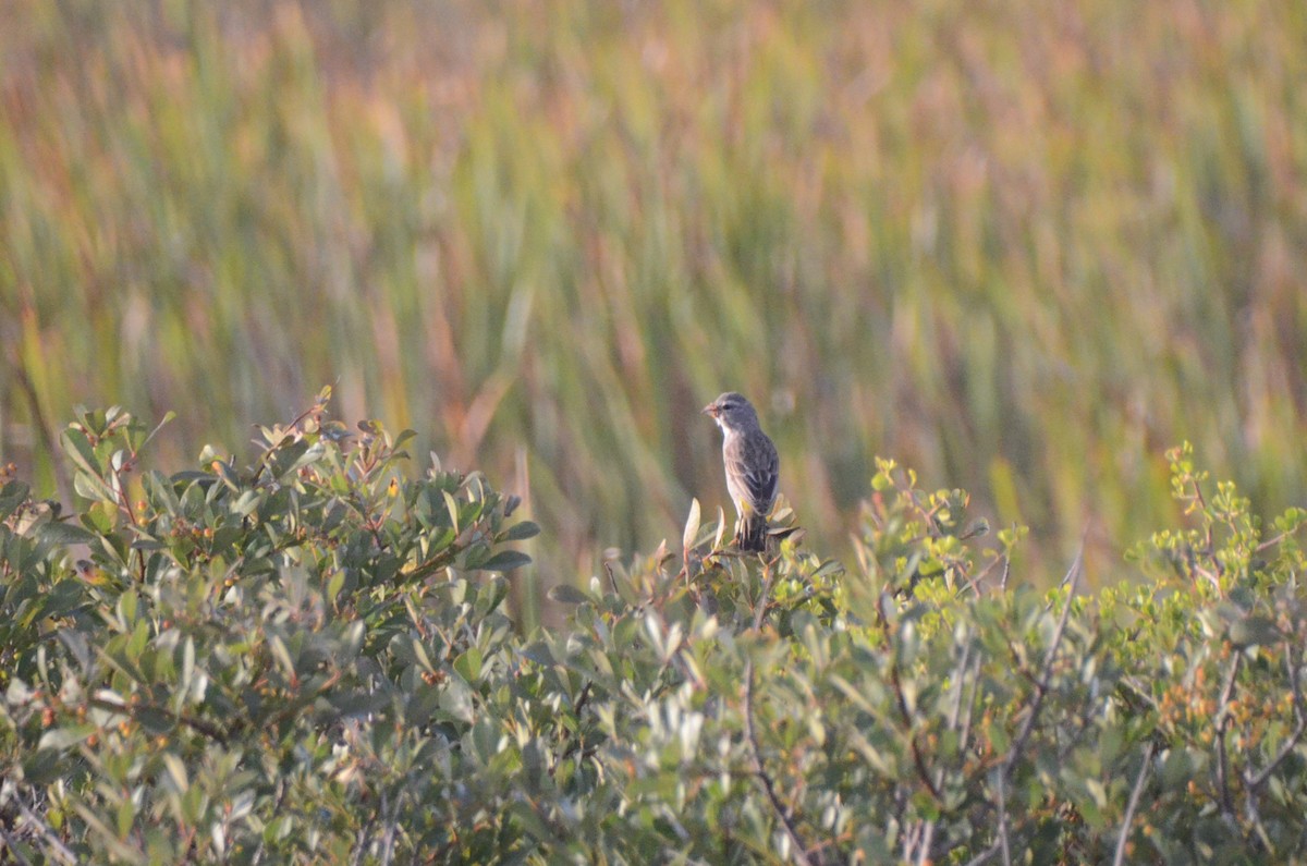 Serin à gorge blanche - ML652748220