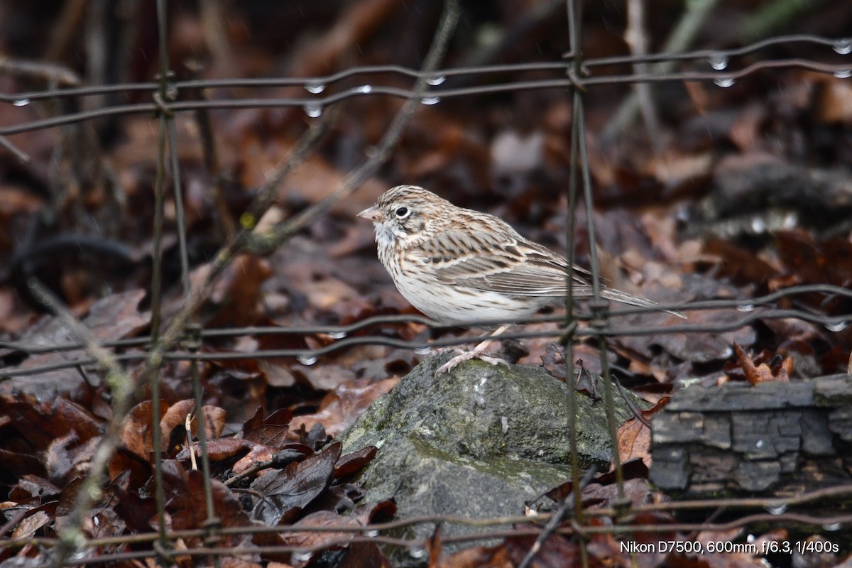 Vesper Sparrow - ML652748246
