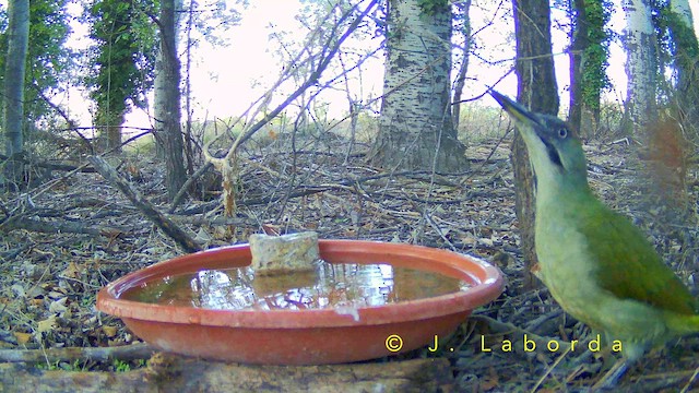 イベリアオゲラ - ML652748263