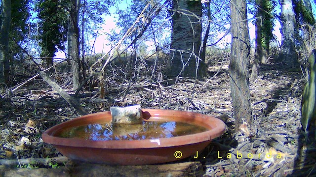 イベリアオゲラ - ML652748264