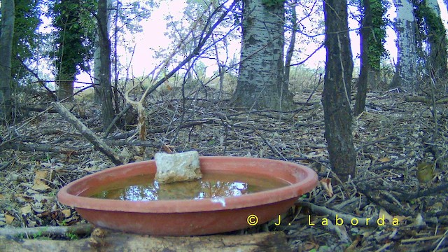 チフチャフ - ML652748268