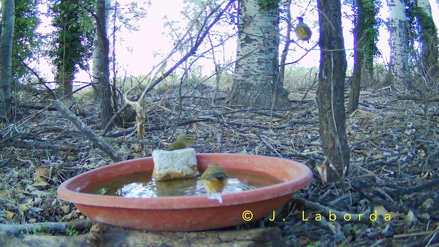 チフチャフ - ML652748270