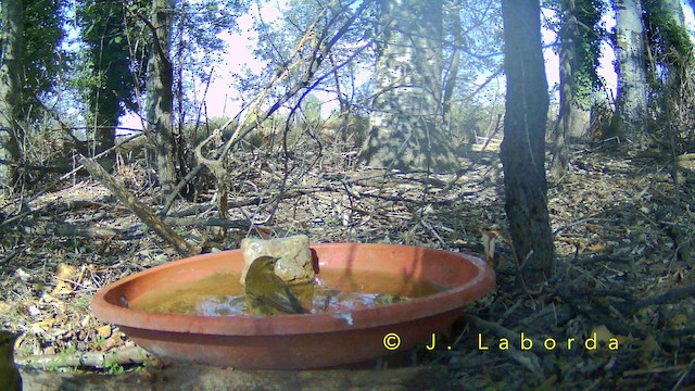 チフチャフ - ML652748271