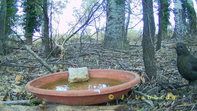 ニシクロウタドリ - ML652748273