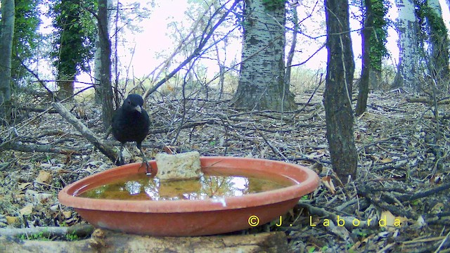 ニシクロウタドリ - ML652748275