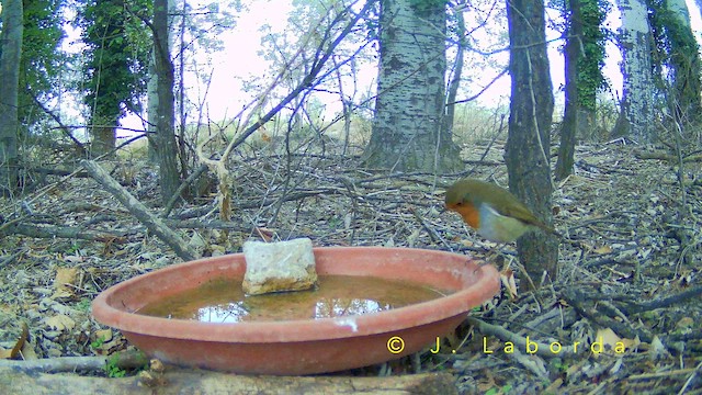 ヨーロッパコマドリ - ML652748278