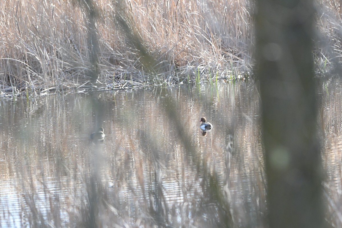 Red-crested Pochard - ML652748831
