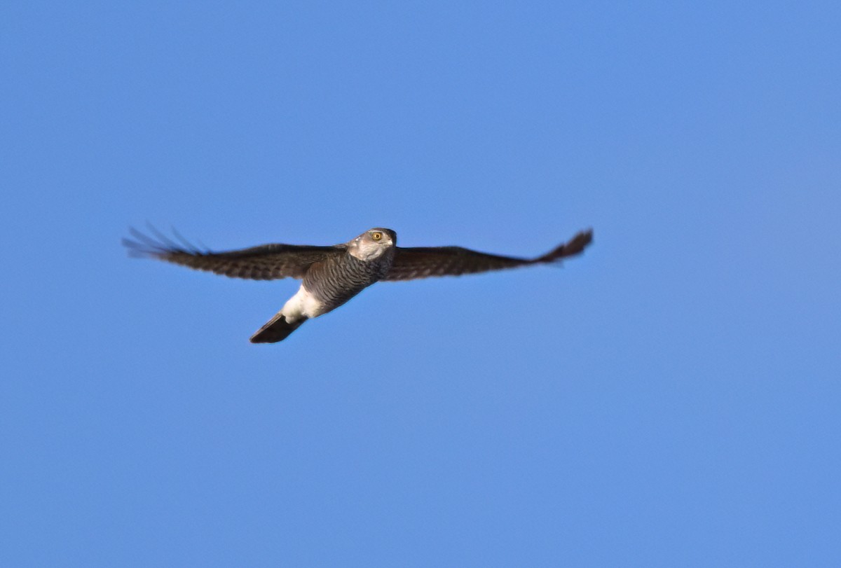 Eurasian Sparrowhawk - ML652748834