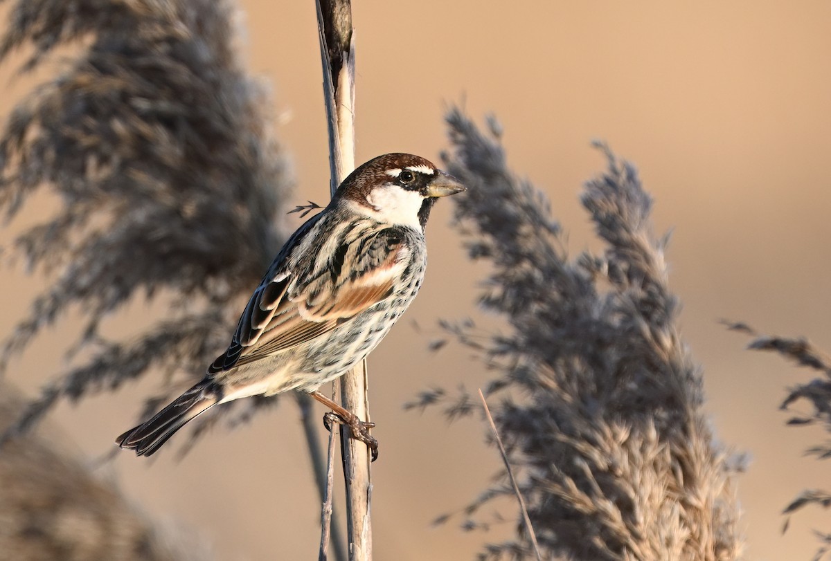 Spanish Sparrow - ML652748845