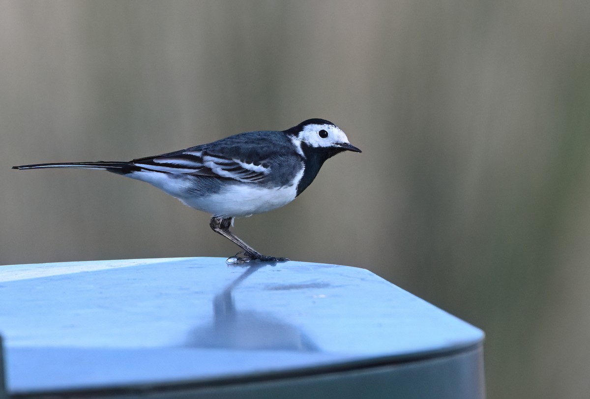 White Wagtail (British) - ML652748851