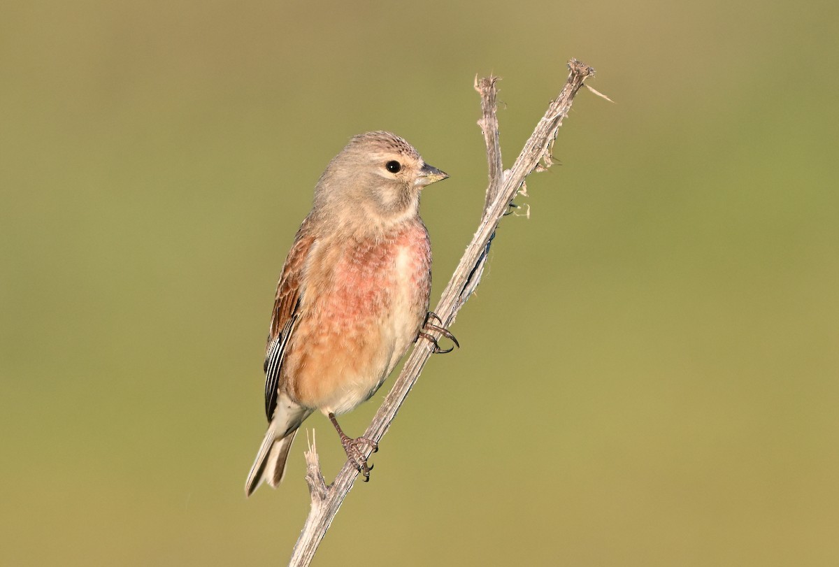 Eurasian Linnet - ML652748856