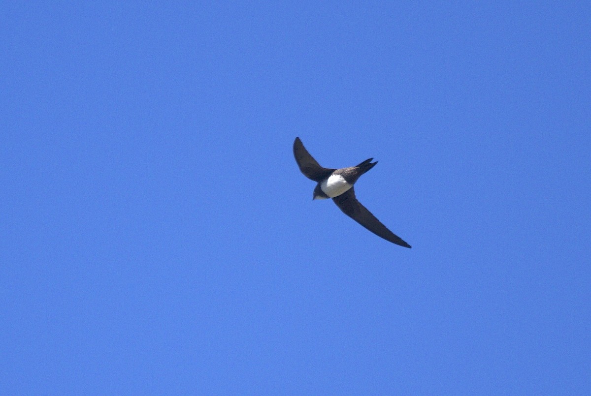 Alpine Swift - ML652748908