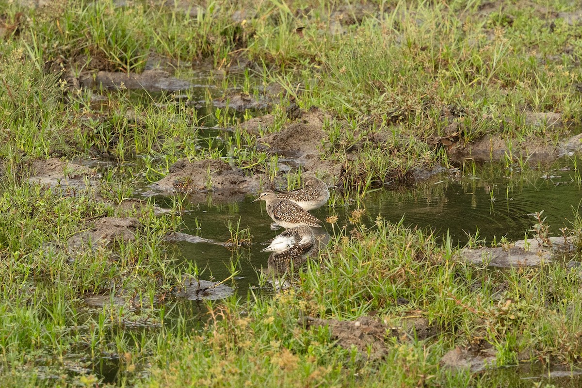 Wood Sandpiper - ML652748920