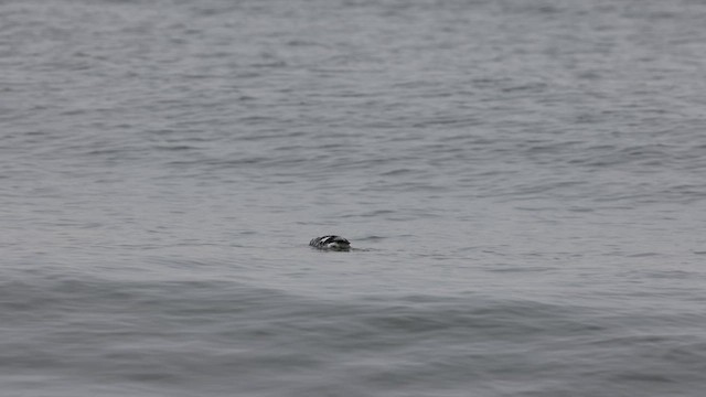 Black Guillemot - ML652748969