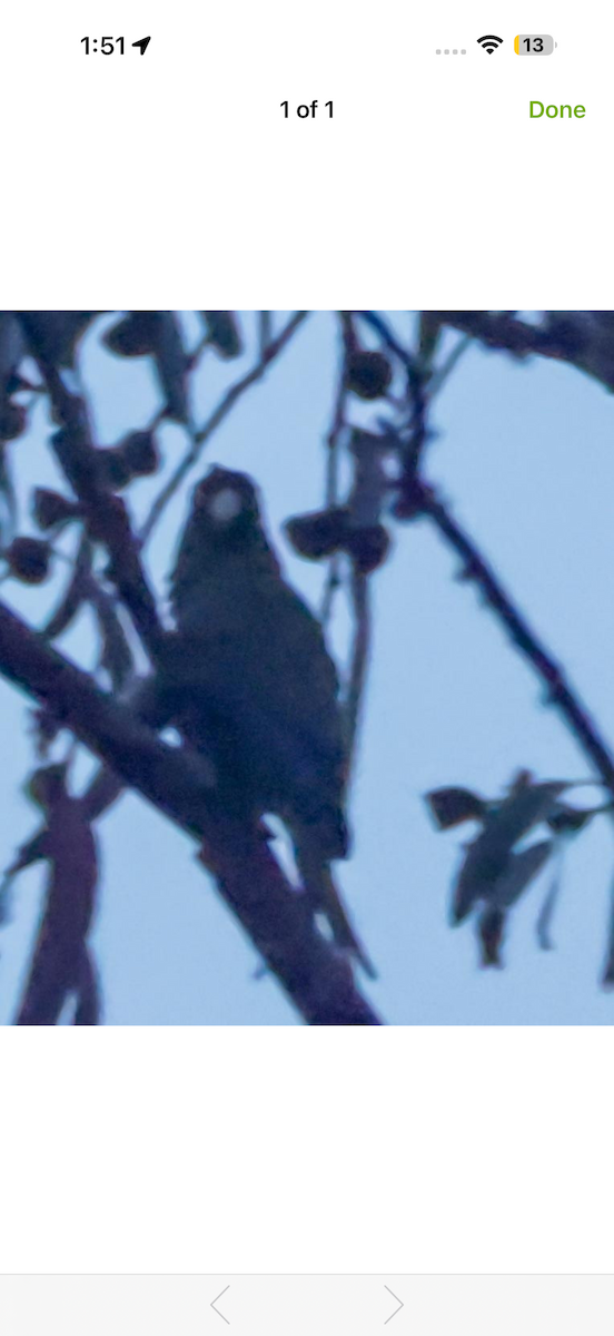 pyrura santamartský - ML652749296