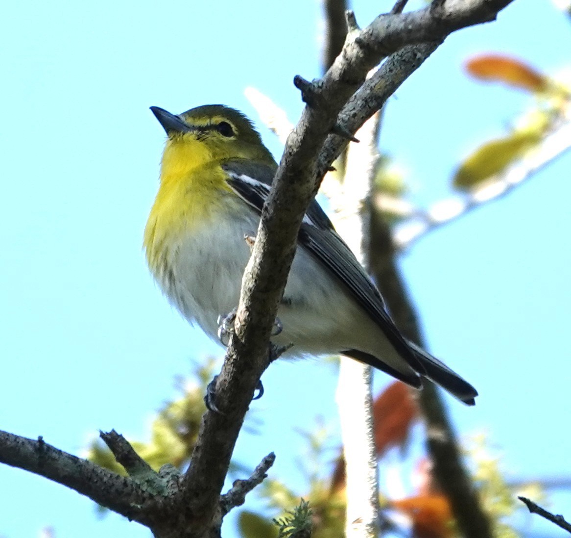 zelenáček žlutoprsý - ML652749450