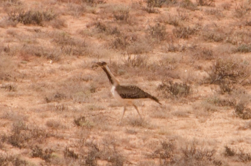 Ludwig's Bustard - ML652749580