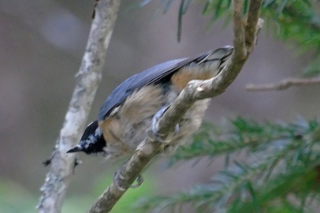 Red-breasted Nuthatch - ML65274961