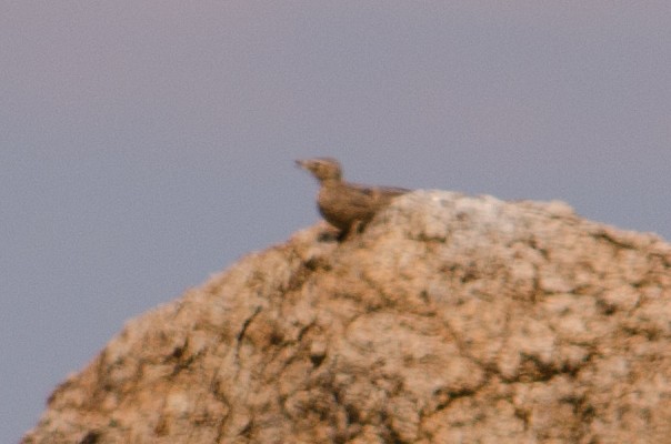 Large-billed Lark - ML652749765