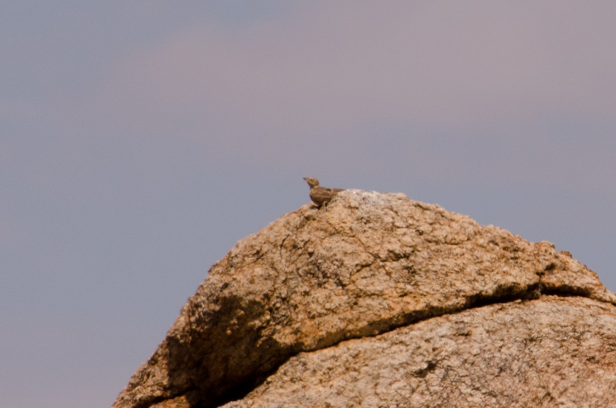 Large-billed Lark - ML652749766