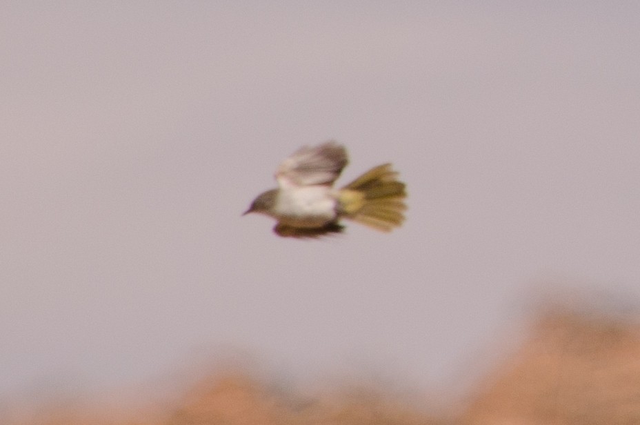 Karoo Eremomela - ML652749771