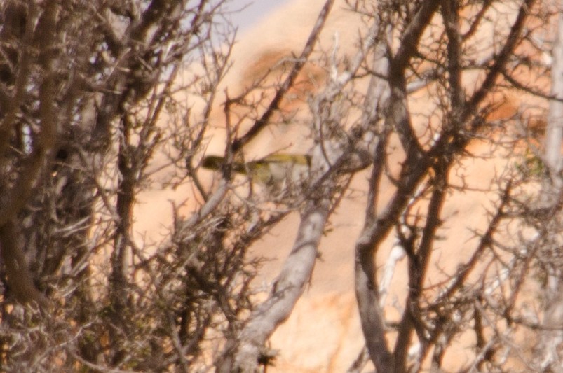 Karoo Eremomela - ML652749772