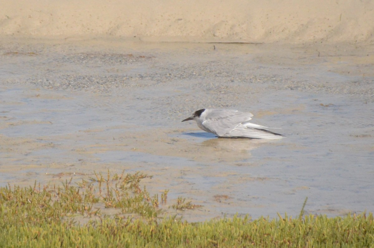 Common Tern - ML652749785