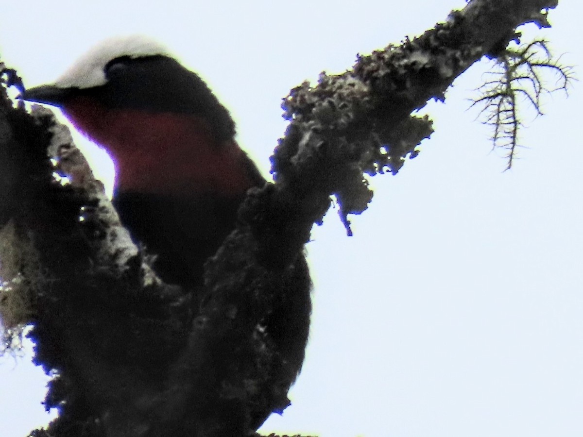 White-capped Tanager - ML652750259