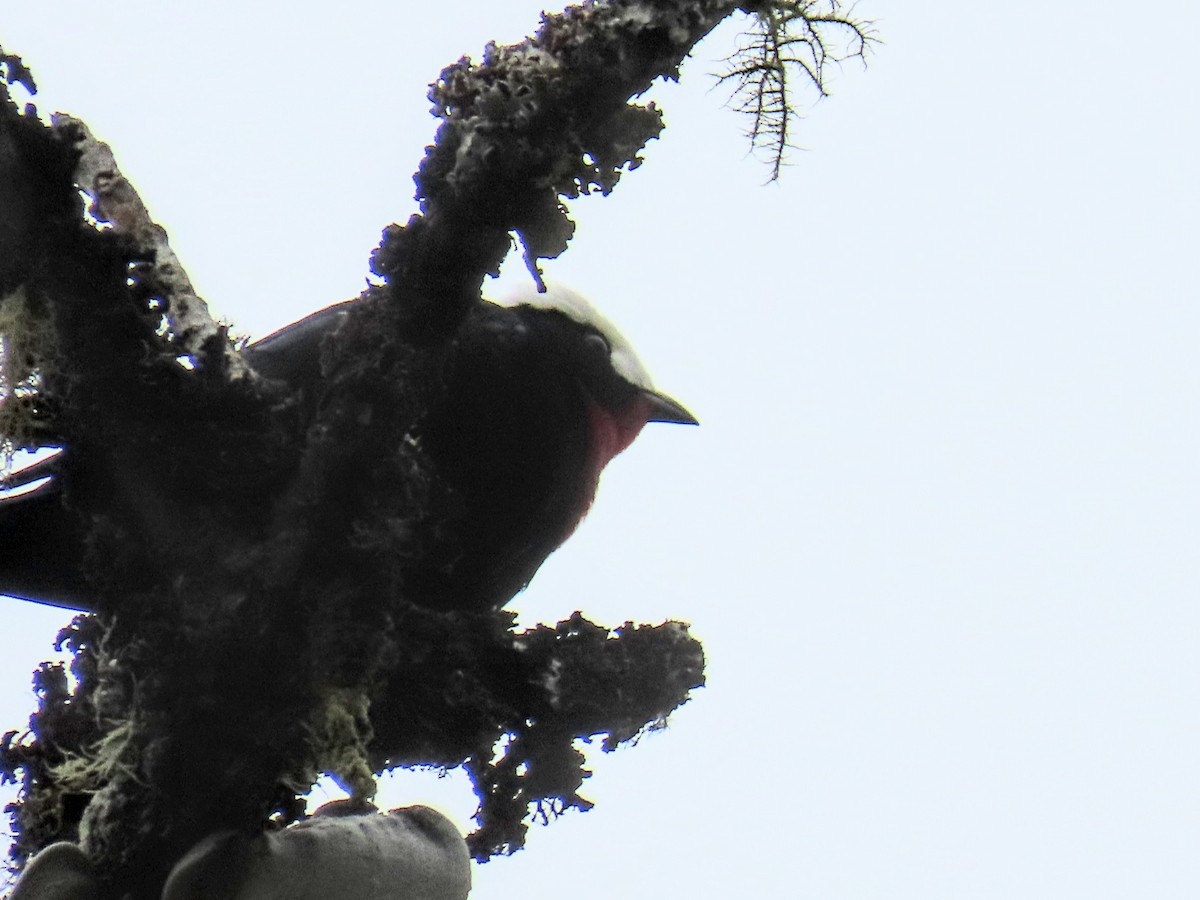 White-capped Tanager - ML652750260