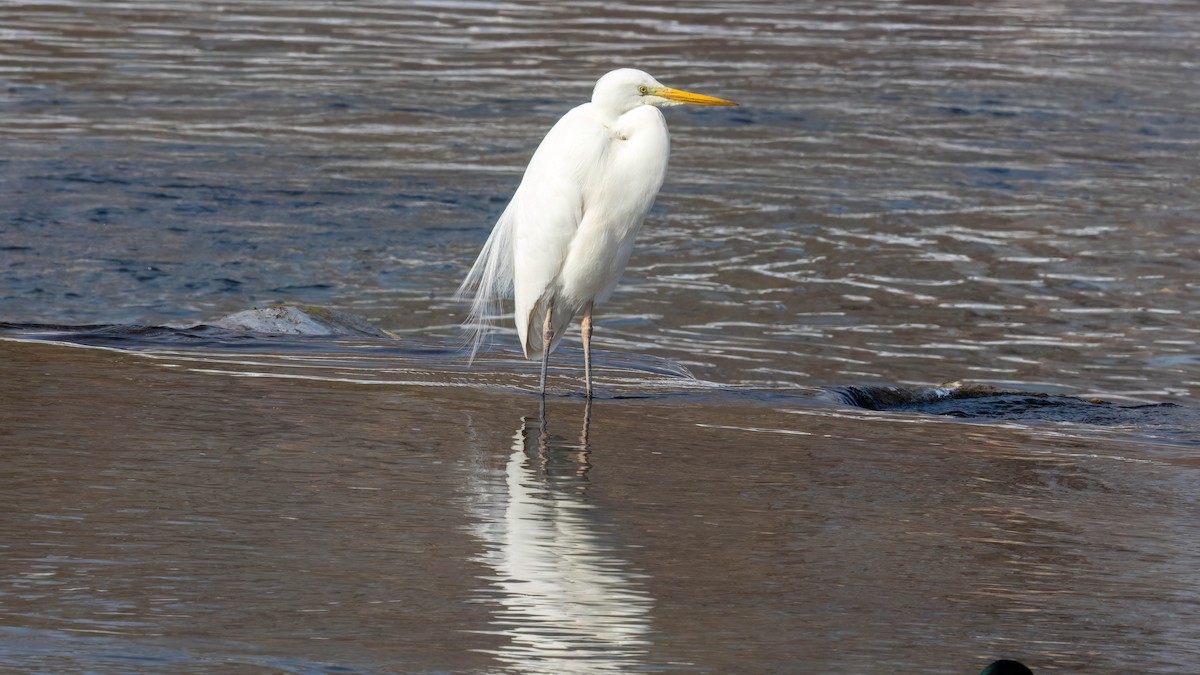 volavka bílá - ML652750423